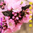 ���ֹ�,�����󷨵��ӹ�ףʦ�������(20��)