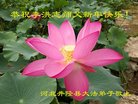 ���ֹ�,ʯ��ׯ�󷨵��ӹ�ףʦ�������(20��)