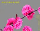 ���ֹ�,�żҿڴ󷨵��ӹ�ףʦ�������(23��)