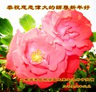 ���ֹ�,�ൺ�󷨵��ӹ�ףʦ�������(26��)