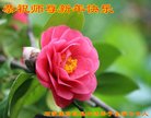 ���ֹ�,ʯ��ׯ�󷨵��ӹ�ףʦ�������(20��)