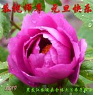 ���ֹ�,��������󷨵��ӹ�ףʦ�������(20��)