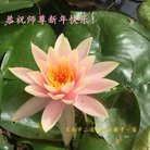 ���ֹ�,�����󷨵��ӹ�ףʦ�������(23��)