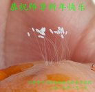 ���ֹ�,���󷨵��ӹ�ףʦ�������(22��)