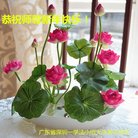 ���ֹ�,�㶫�󷨵��ӹ�ףʦ�������(29��)