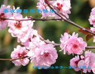 ���ֹ�,ʯ��ׯ�󷨵��ӹ�ףʦ�������(26��)
