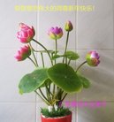 ���ֹ�,�㶫�󷨵��ӹ�ףʦ�������(24��)