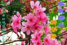 Published on 2/15/2018 ���ֹ�,�ߴ崮�����ഫ����ʦ������Ҳ��