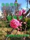 ���ֹ�,�ӱ��󷨵��ӹ�ףʦ������(23��)