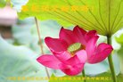 ���ֹ�,�żҿڴ󷨵��ӹ�ףʦ������(23��)