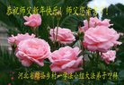 Published on 2/16/2018 ���ֹ�,���󷨵��ӹ�ףʦ������(22��)
