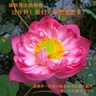 ���ֹ�,�ɶ��󷨵��ӹ�ףʦ������(21��)