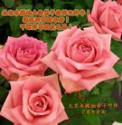 ���ֹ�,�����󷨵��ӹ�ףʦ������(26��)