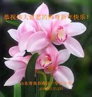 ���ֹ�,�ൺ�󷨵��ӹ�ףʦ������(23��)