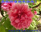 ���ֹ�,ʯ��ׯ�󷨵��ӹ�ףʦ�������(22��)