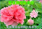 Published on 2/16/2018 ���ֹ�,�ȶ�������ع㡡���ں���־����