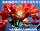 Published on 2/17/2018 ���ֹ�,������ʮ����ҵ�Ĵ�½�󷨵��ӹ�ףʦ�������