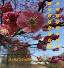 ���ֹ�,�����󷨵��ӹ�ףʦ�������(24��)