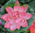 ���ֹ�,����󷨵��ӹ�ףʦ�������(24��)