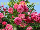Published on 2/17/2018 ���ֹ�,�ƴ��󷨡��ص����ơ���½���ڸ�лʦ�����