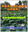 ���ֹ�,�������󷨵��ӹ�ףʦ�������(18��)