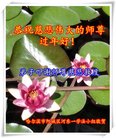 ���ֹ�,�������󷨵��ӹ�ףʦ�������(18��)
