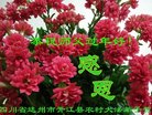 Published on 2/12/2018 ���ֹ�,���󷨵��ӹ�ףʦ�������(21��)
