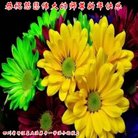 ���ֹ�,�Ĵ��󷨵��ӹ�ףʦ������(20��)