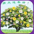 ���ֹ�,�����󷨵��ӹ�ףʦ������(19��)