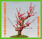 ���ֹ�,�ӱ��󷨵��ӹ�ףʦ�������(20��)