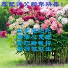 ���ֹ�,����󷨵��ӹ�ףʦ�������(24��)