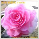 ���ֹ�,�����д󷨵��ӹ������編�ִ�����ʦ�𻪵�(21��)