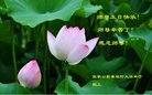 ���ֹ�,�żҿڴ󷨵��ӹ������編�ִ�����ʦ�𻪵�(23��)