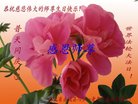 ���ֹ�,�żҿڴ󷨵��ӹ������編�ִ�����ʦ�𻪵�(23��)