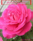 ���ֹ�,�����󷨵��ӹ������編�ִ�����ʦ�𻪵�(26��)