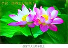 ���ֹ�,�żҿڴ󷨵��ӹ������編�ִ�����ʦ�𻪵�(19��)