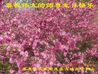 ���ֹ�,����󷨵��ӹ������編�ִ�����ʦ�𻪵�(19��)