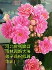 ���ֹ�,�żҿڴ󷨵��ӹ������編�ִ�����ʦ�𻪵�(19��)