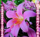 ���ֹ�,ɽ���󷨵��ӹ������編�ִ�����ʦ�𻪵�(21��)