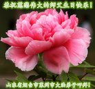 ���ֹ�,ɽ���󷨵��ӹ������編�ִ�����ʦ�𻪵�(21��)