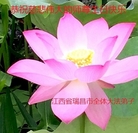 ���ֹ�,�����󷨵��ӹ������編�ִ�����ʦ�𻪵�(22��)