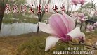 ���ֹ�,�żҿڴ󷨵��ӹ������編�ִ�����ʦ�𻪵�(19��)