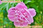 ���ֹ�,�ӱ��󷨵��ӹ������編�ִ�����ʦ�𻪵�(27��)