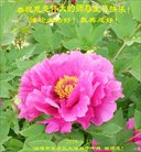 ���ֹ�,ɽ���󷨵��ӹ������編�ִ�����ʦ�𻪵�(28��)