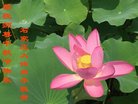 ���ֹ�,ʯ��ׯ�󷨵��ӹ�ףʦ�������(20��)