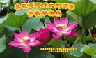 ���ֹ�,ʯ��ׯ�󷨵��ӹ�ףʦ�������(20��)