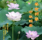 ���ֹ�,ʯ��ׯ�󷨵��ӹ�ףʦ�������(23��)