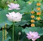 ���ֹ�,ʯ��ׯ�󷨵��ӹ�ףʦ�������(23��)