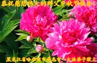 ���ֹ�,�������󷨵��ӹ�ףʦ�������(20��)