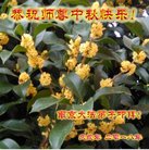 ���ֹ�,���մ󷨵��ӹ�ףʦ�������(20��)